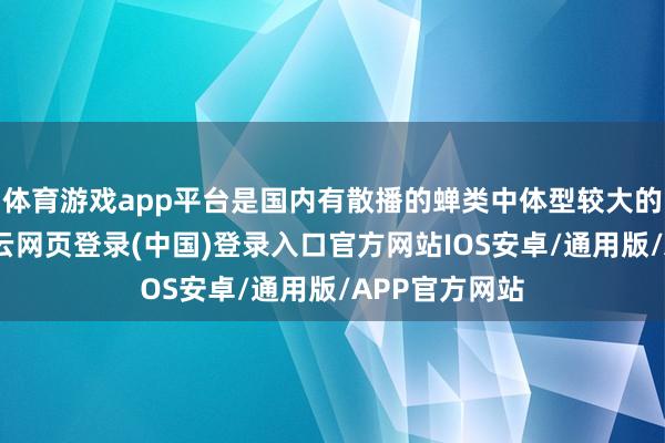 体育游戏app平台是国内有散播的蝉类中体型较大的种类之一-开云网页登录(中国)登录入口官方网站IOS安卓/通用版/APP官方网站